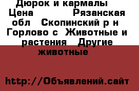 Дюрок и кармалы. › Цена ­ 5 000 - Рязанская обл., Скопинский р-н, Горлово с. Животные и растения » Другие животные   